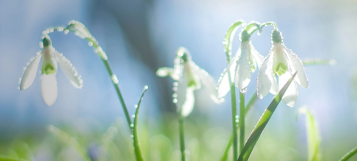 Фото Подснежники