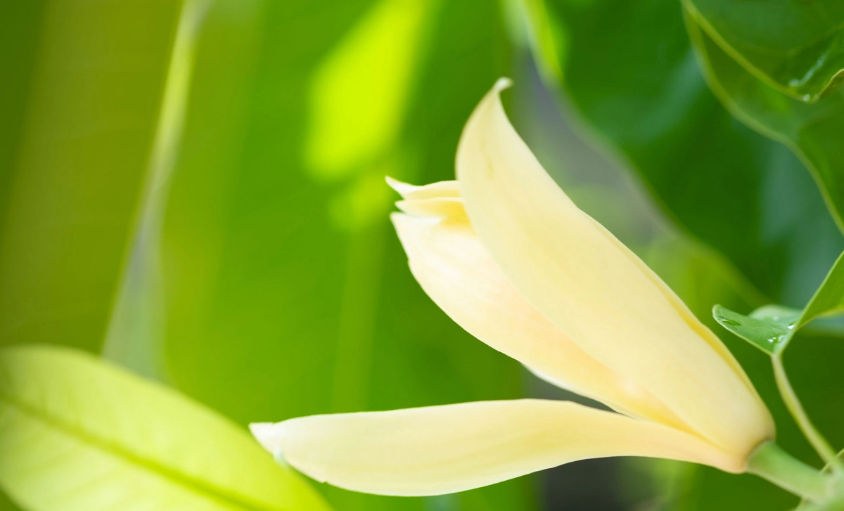 Фото Чампак