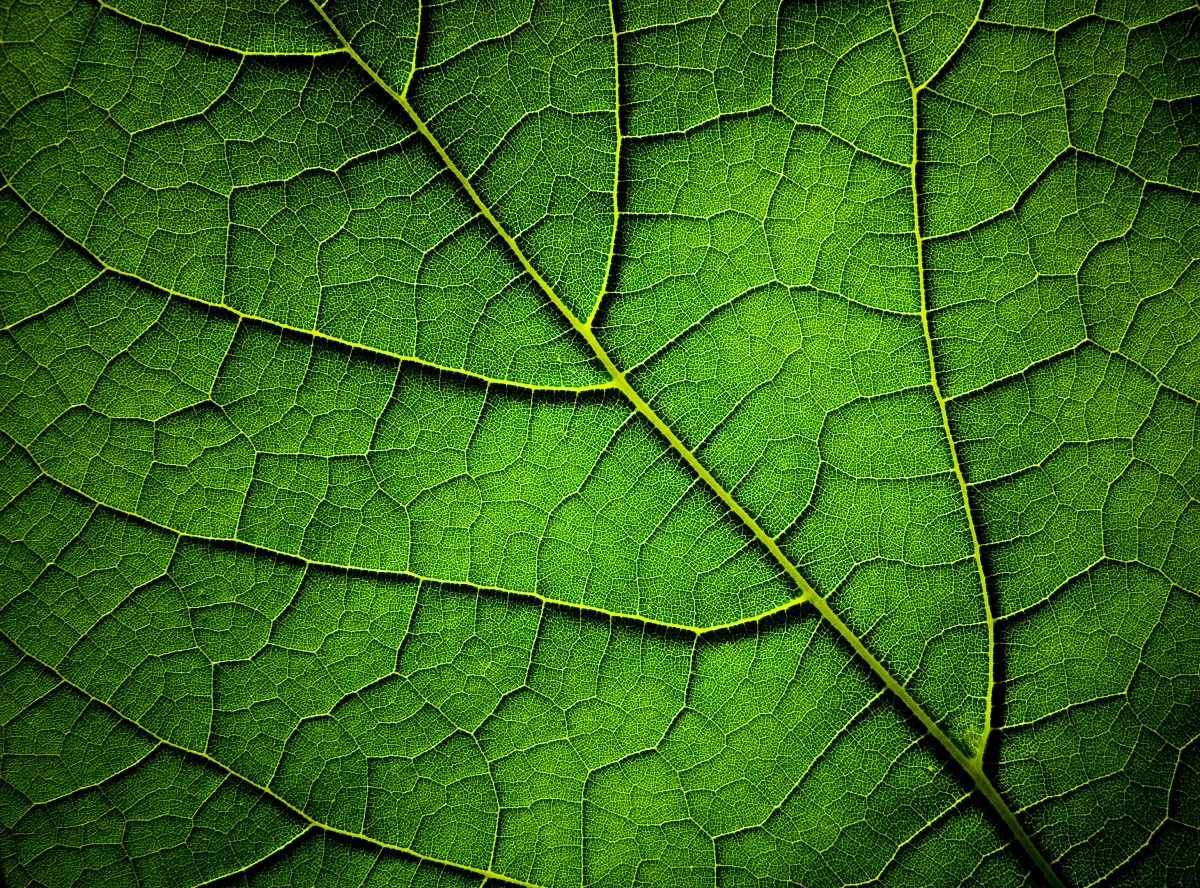 Фото Зеленый сок