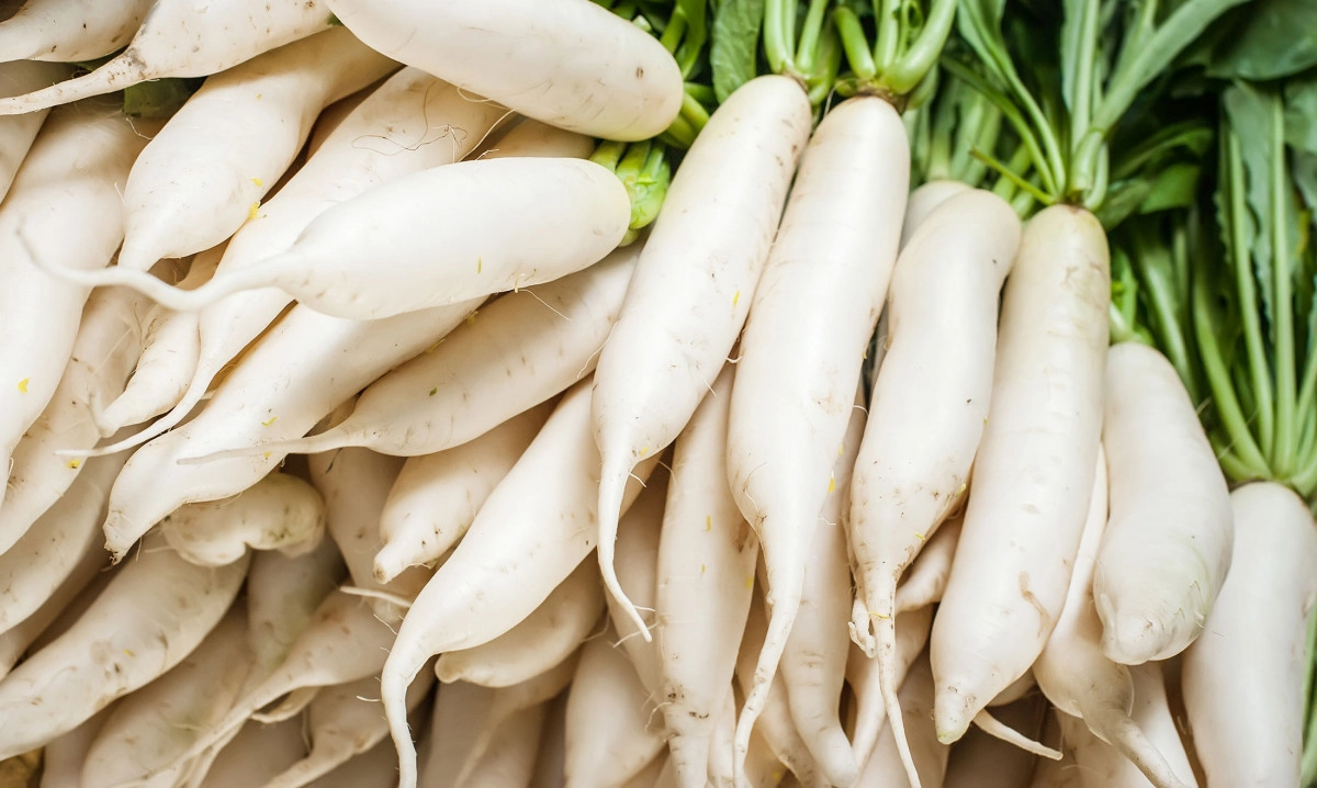 Фото Daikon Radish