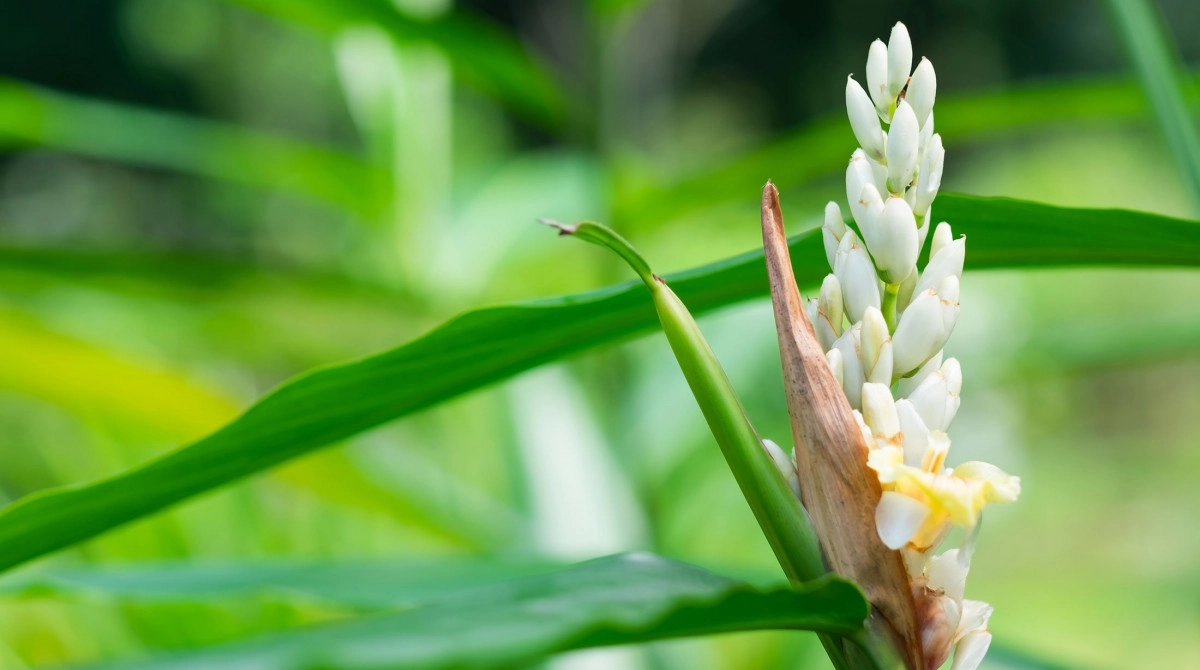 Фото Галангал