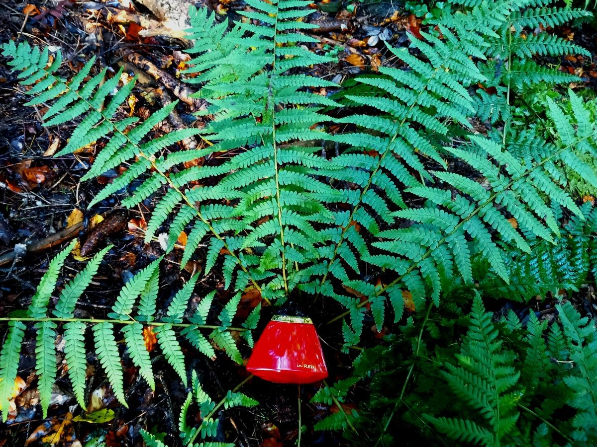 Mauboussin in Red Mauboussin in Red