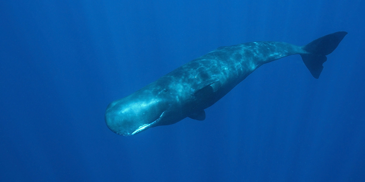 Фото Серая амбра