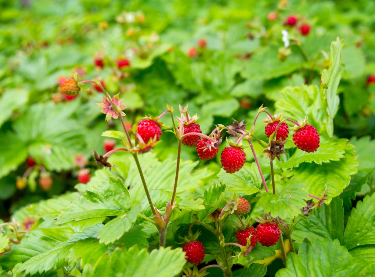 Фото Дикая клубника