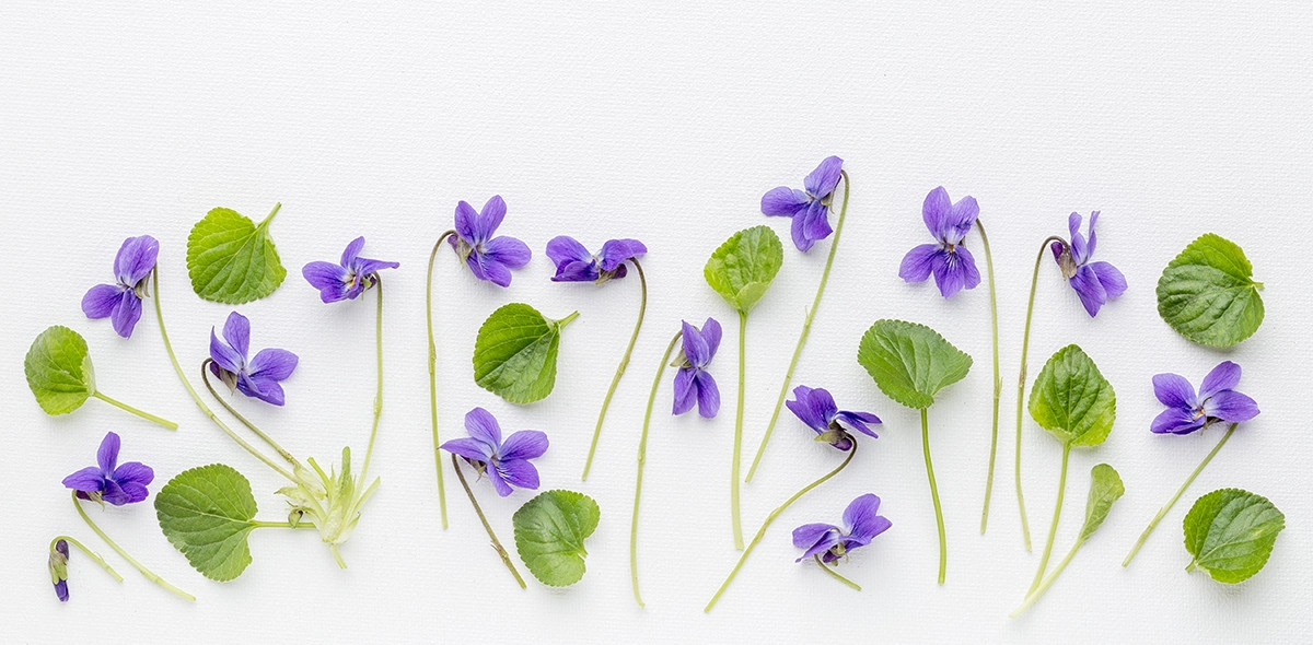 Фото Лист фиалки