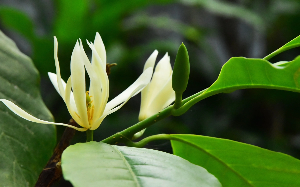 Фото Михелия