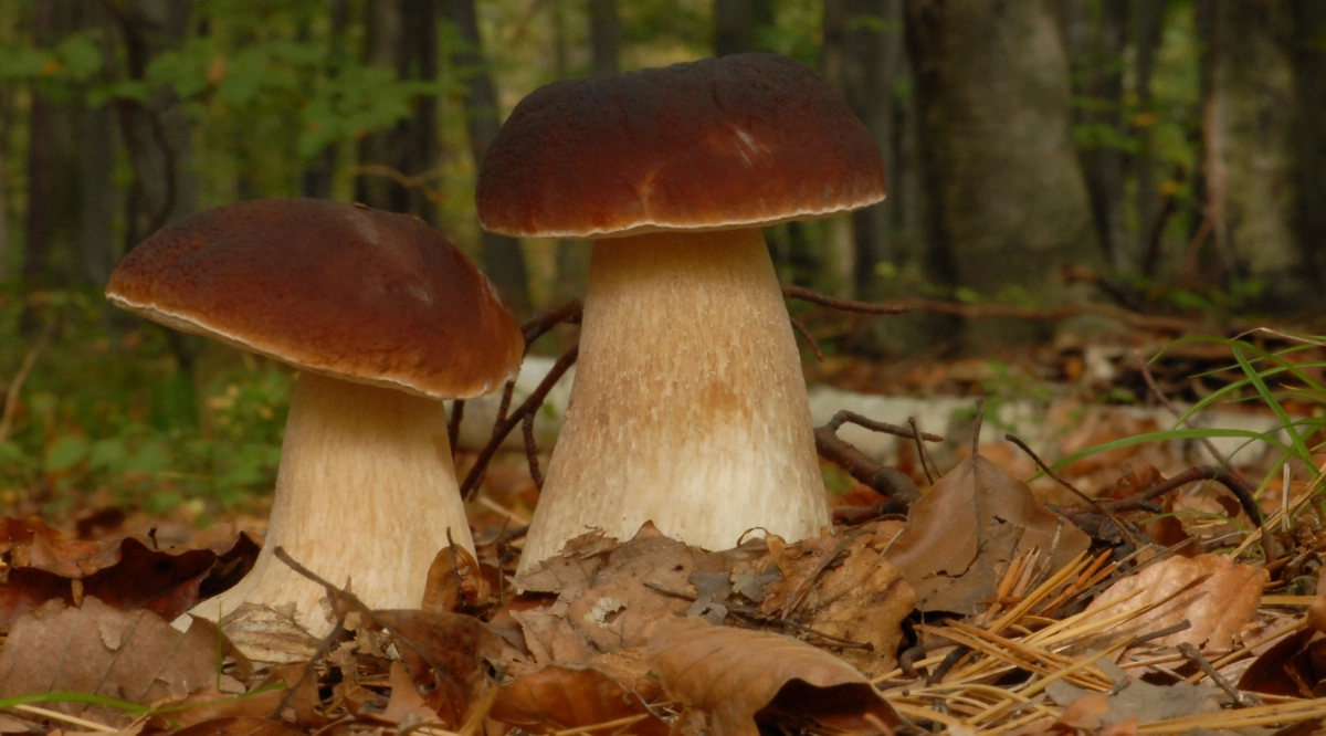 Фото Белый гриб