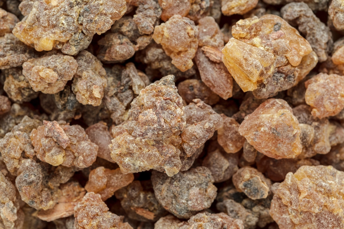 Фото Бензоин