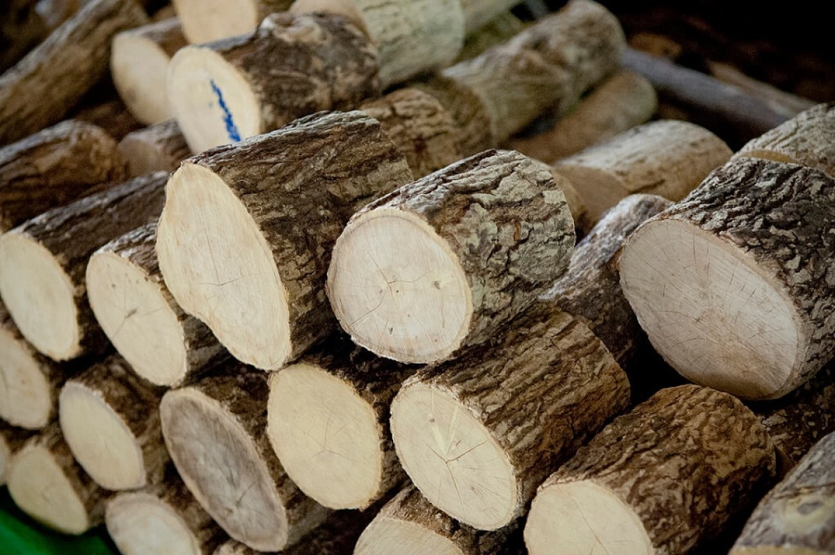 Фото Дерево Танака