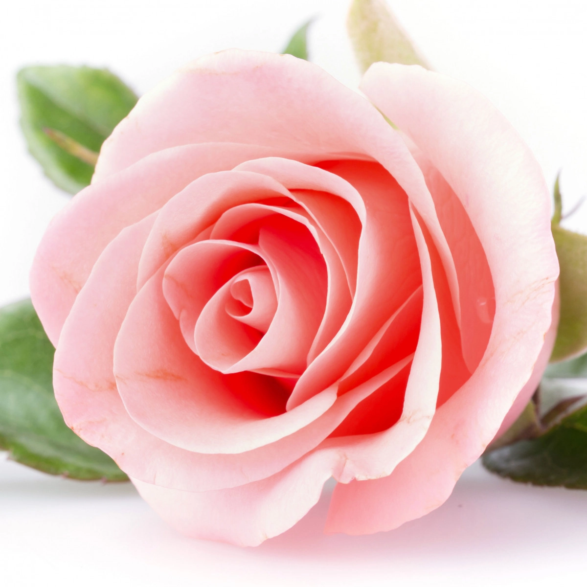 Фото Помароза