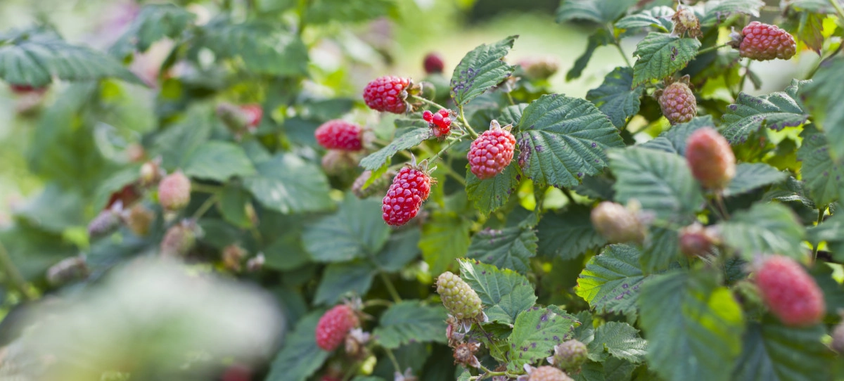 Фото Бойзеновая ягода