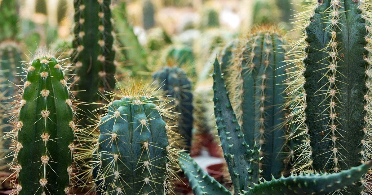 Фото Кактус