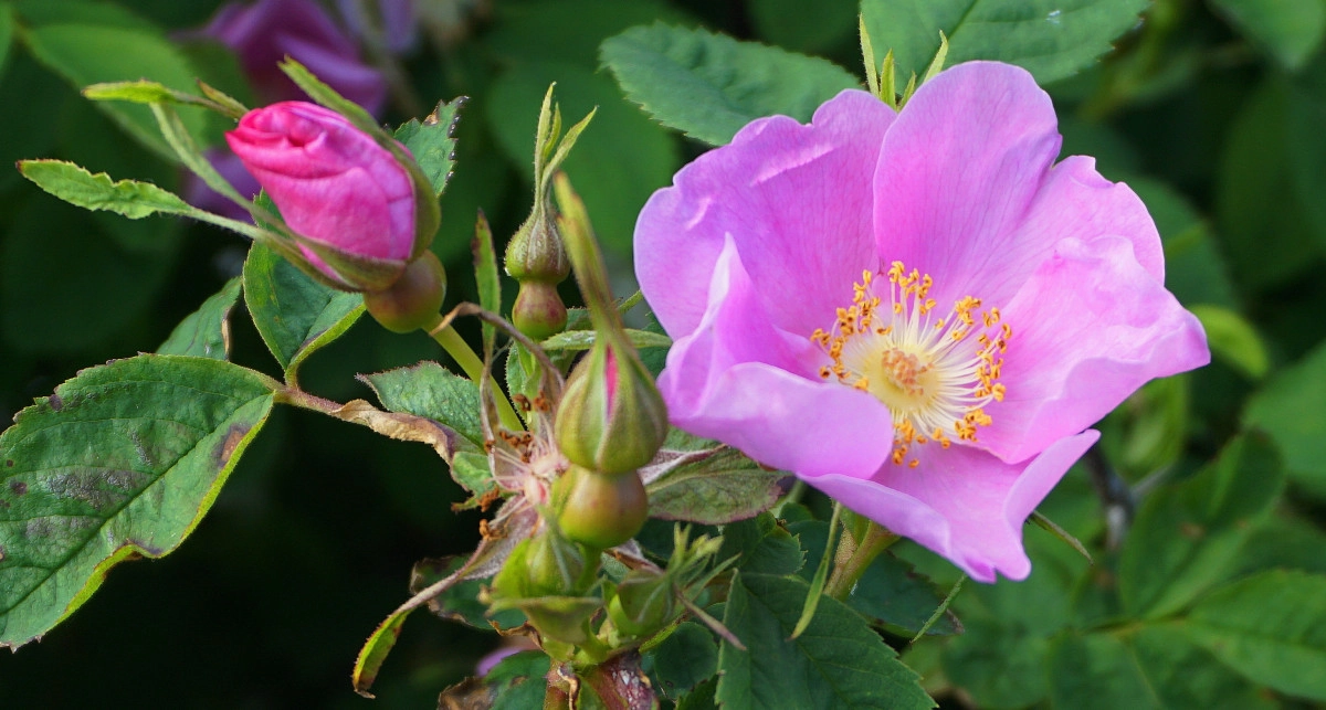 Фото Шиповник