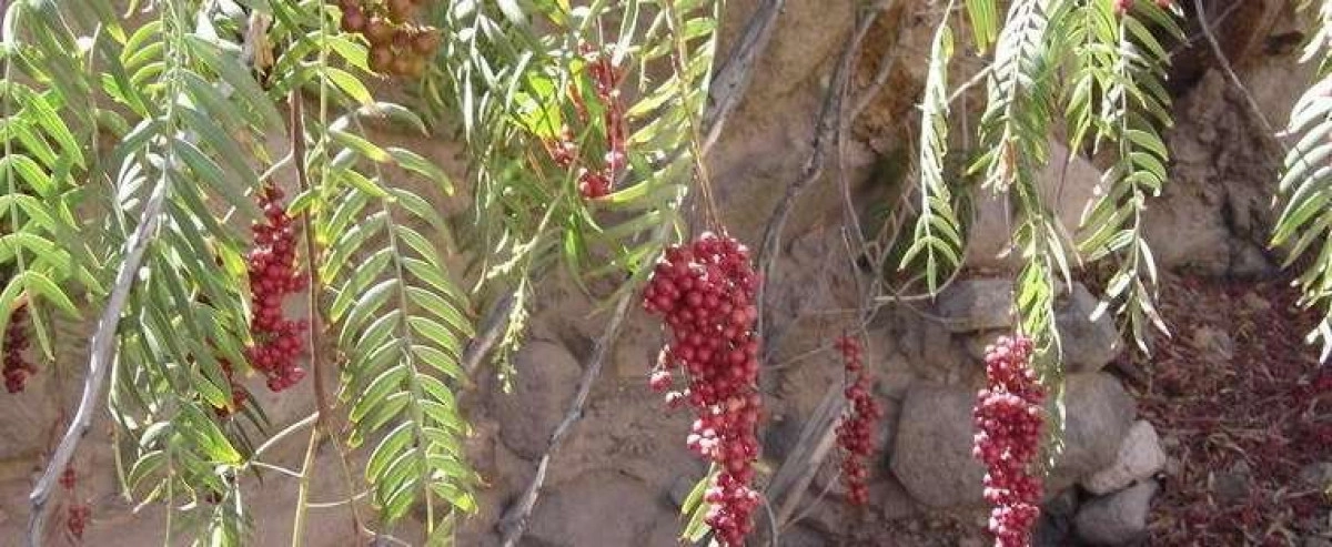 Фото Перуанский перец