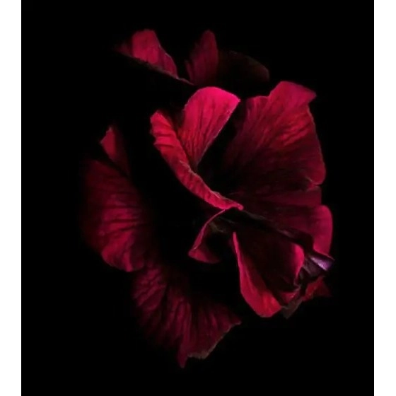 Фото Onno Passion