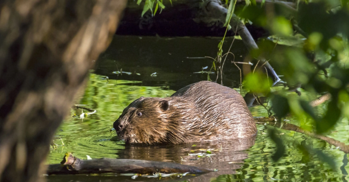 Фото Кастореум