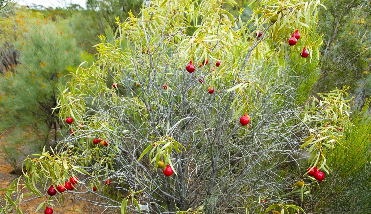 Фото Пустынный персик