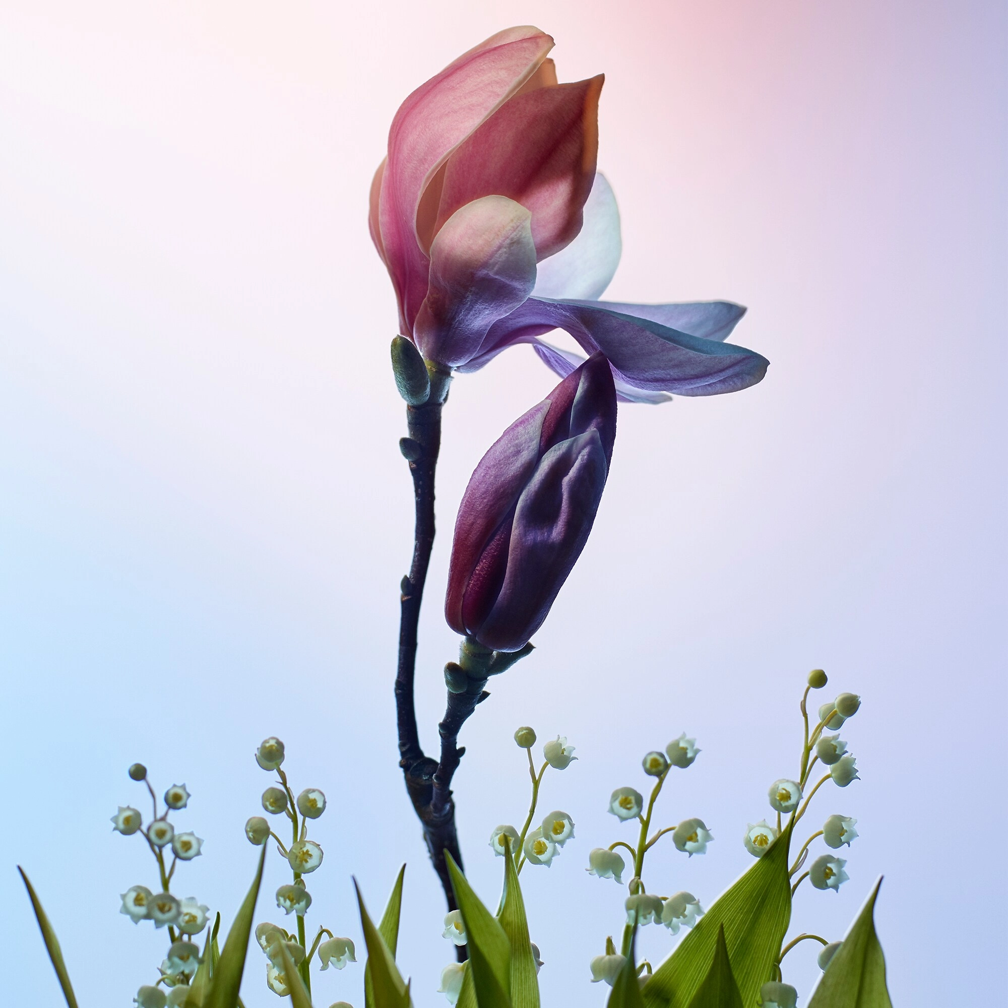 Фото Louis Vuitton Apogée