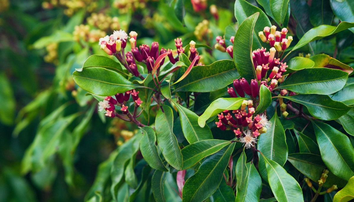 Фото Лист гвоздики
