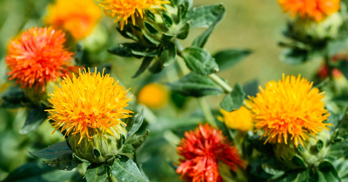 Фото Сафлор