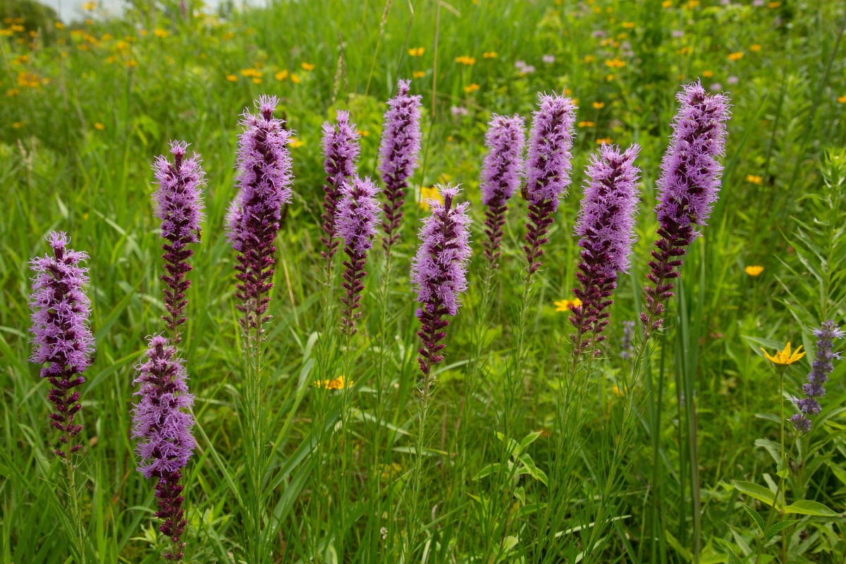 Фото Лиатрис