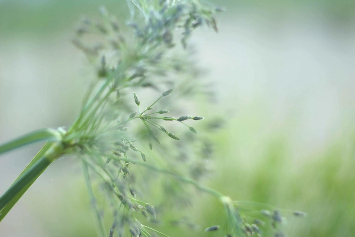 Фото Душистый колосок