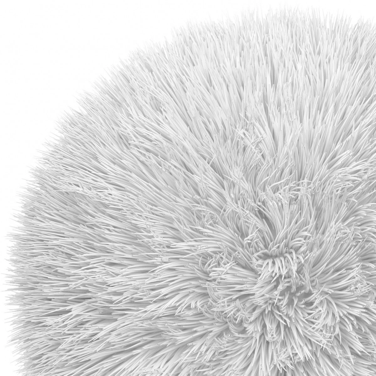 Фото Семена моркови