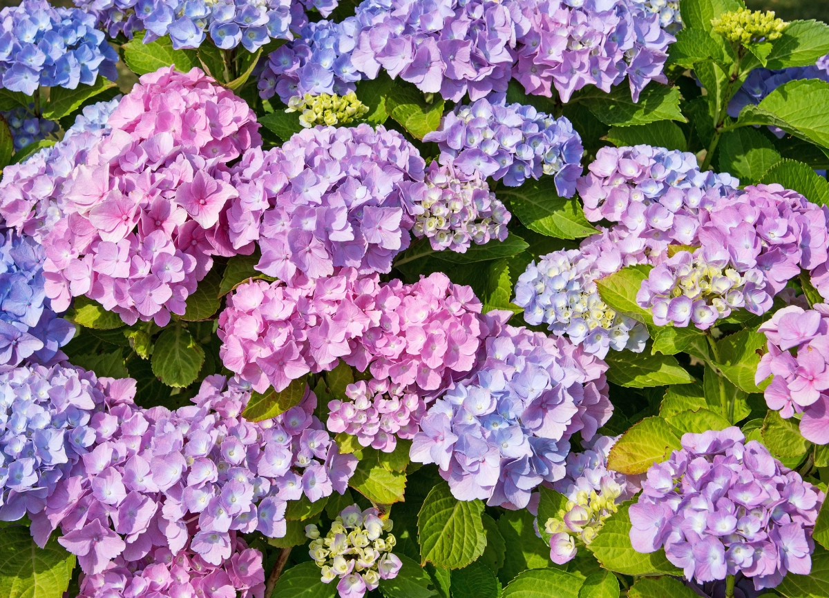 Фото Гортензия