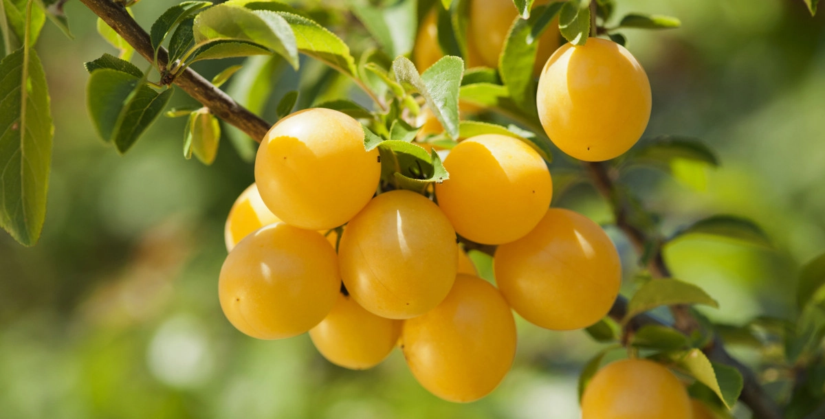 Фото Мирабель