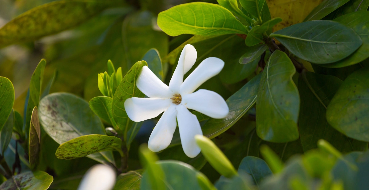 Фото Масло монои