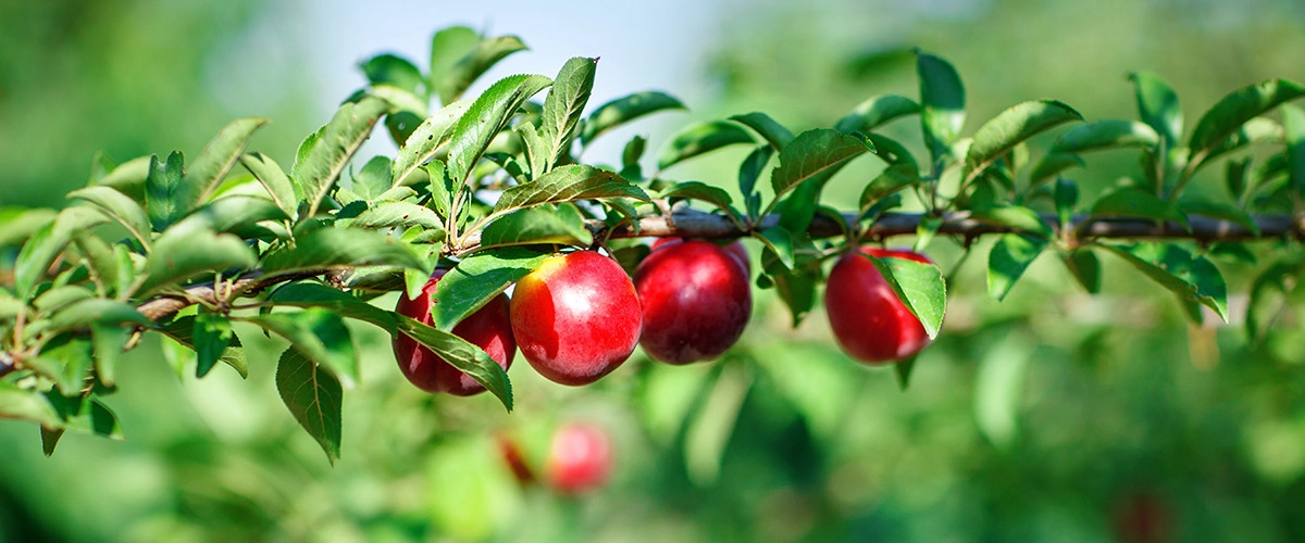 Фото Нектарин