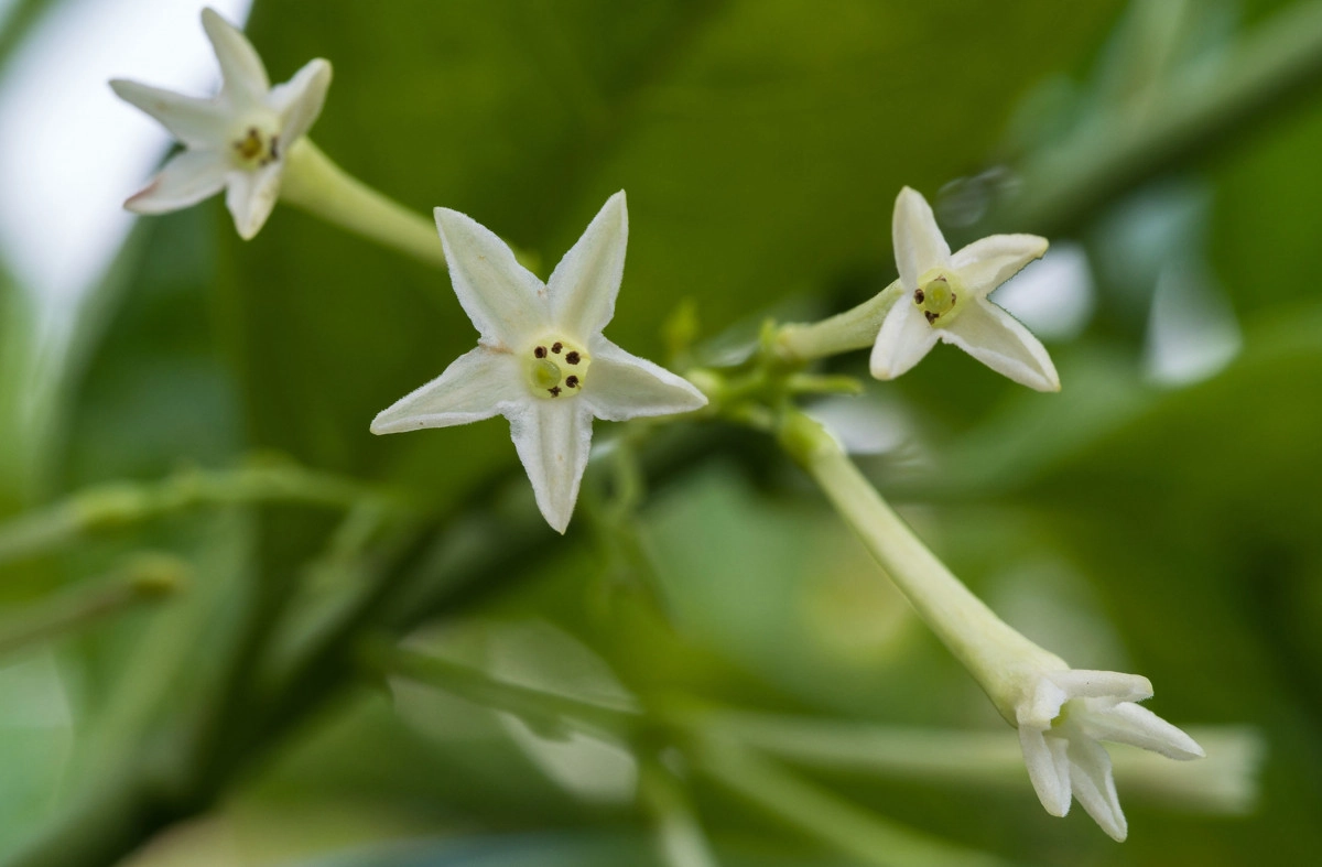 Фото Ночной жасмин