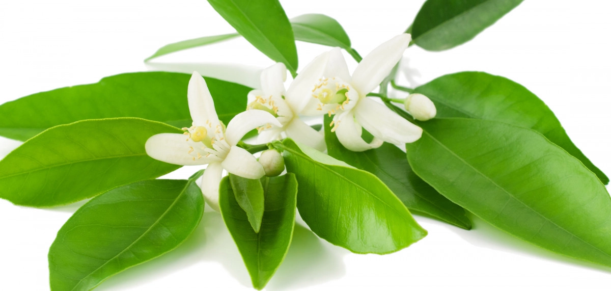 Фото Чиннотто