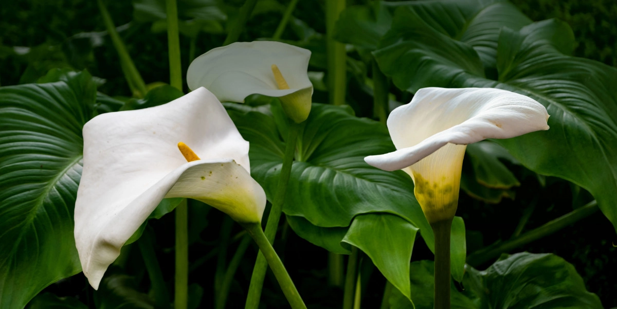 Фото Арум лилия