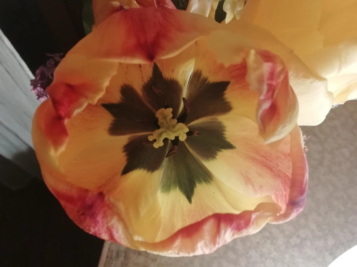 Gres Lumiere Rose Gres Lumiere Rose