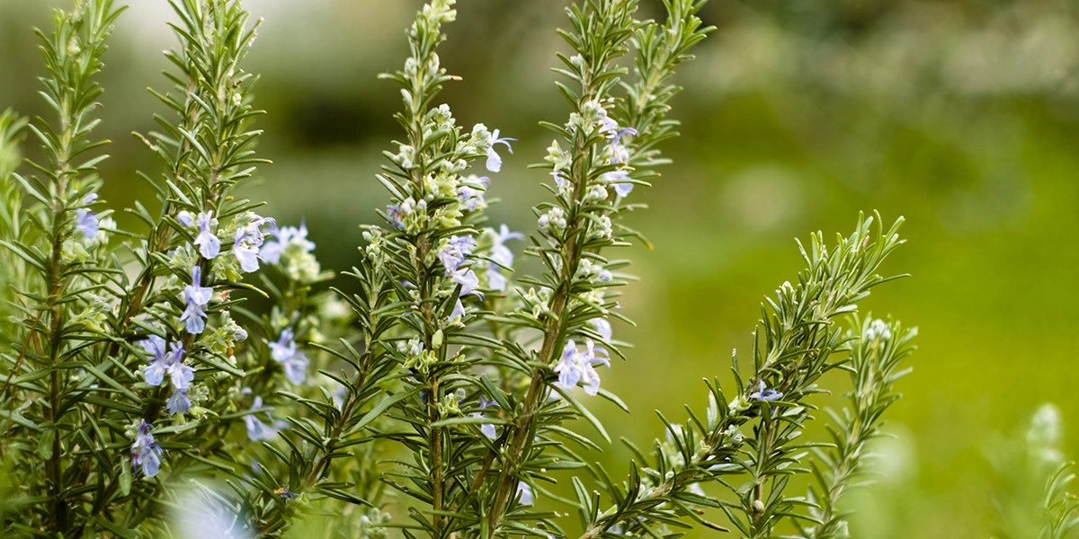 Фото Розмарин