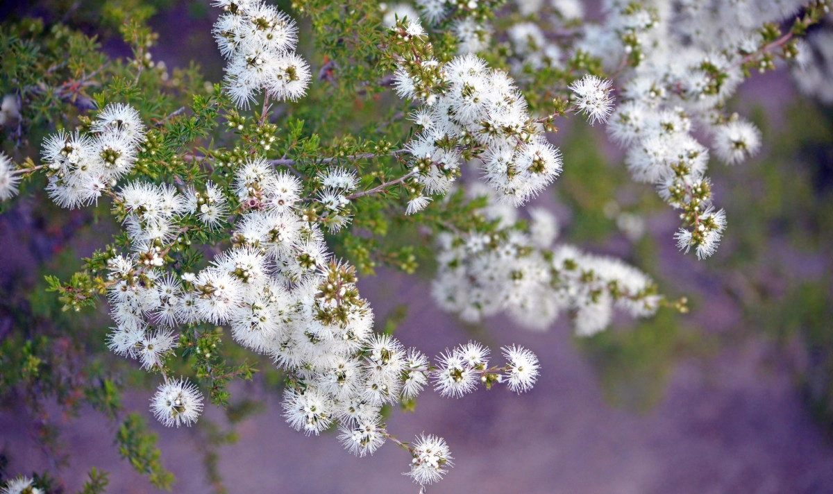 Фото Кунзея