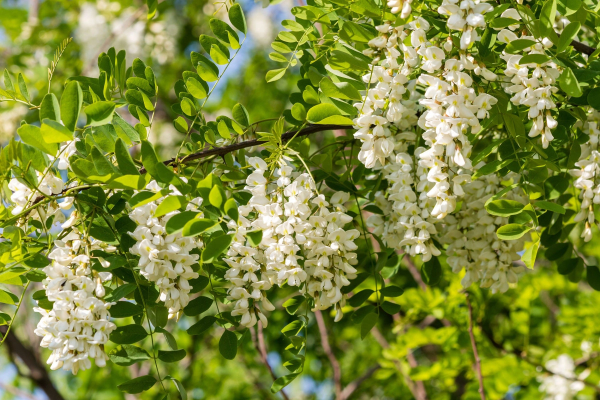 Фото Black Locust