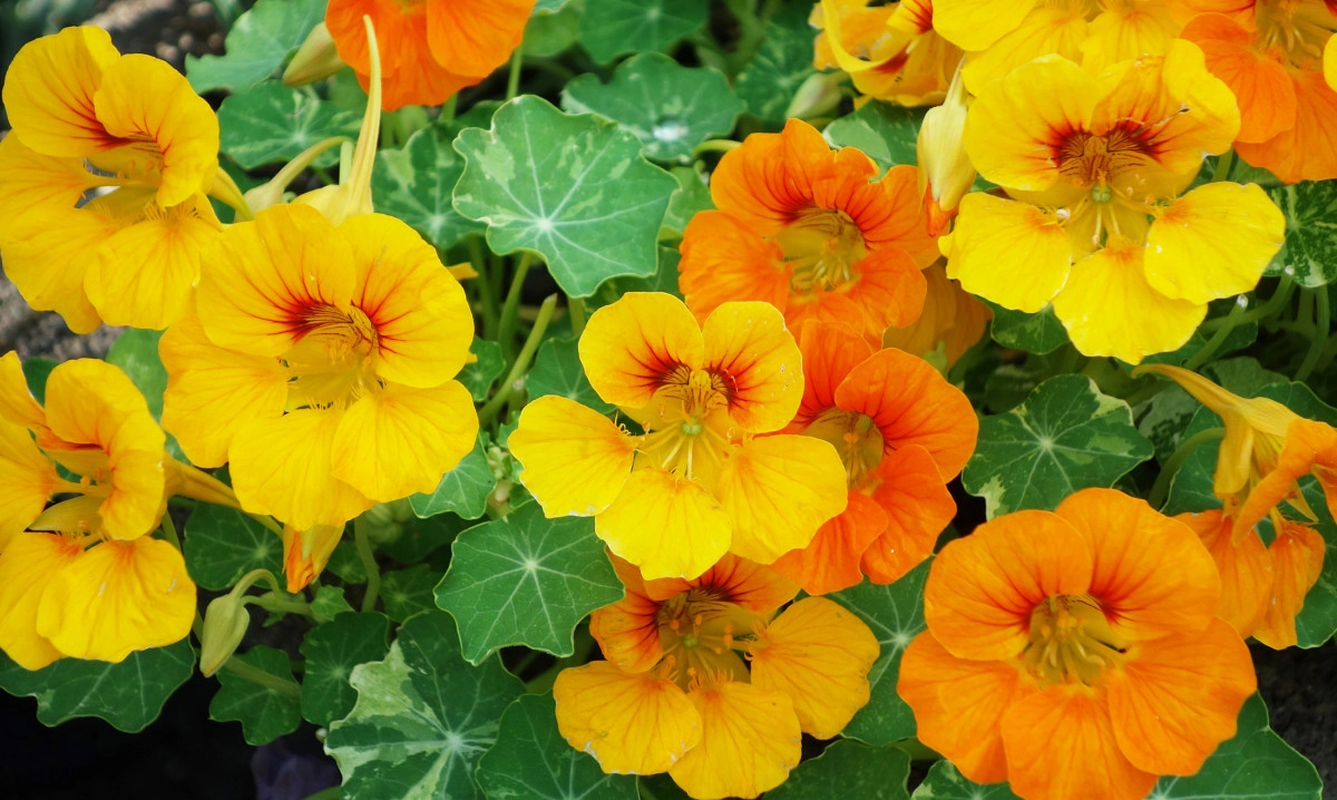 Фото Настурция