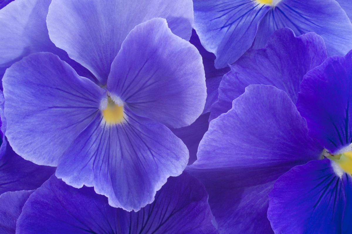 Фото Анютины глазки