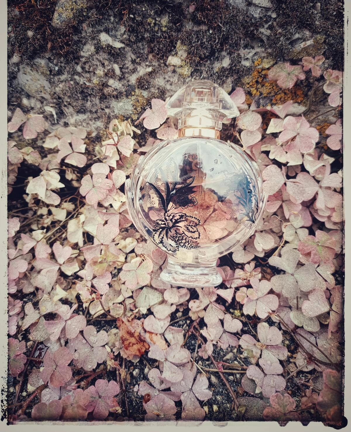 Paco Rabanne Olympea Blossom Paco Rabanne Olympea Blossom