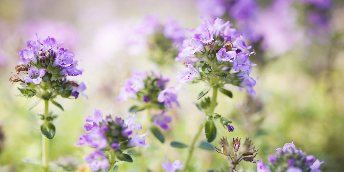 Фото Тимьян