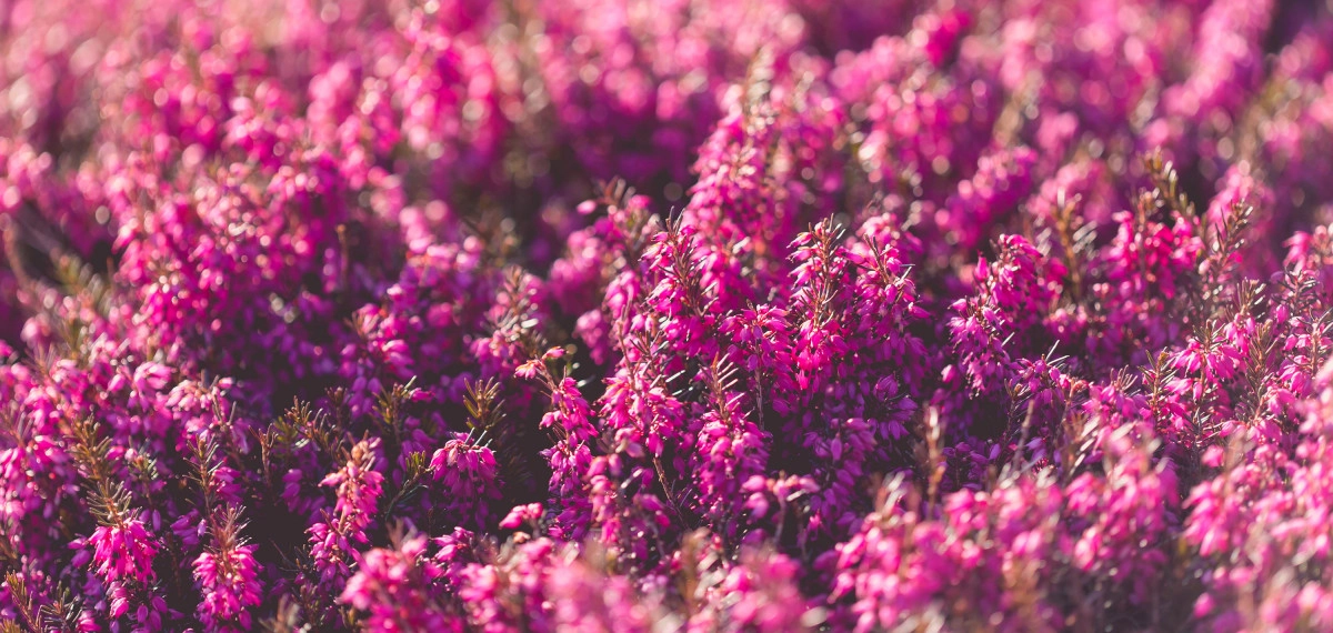 Фото Heather