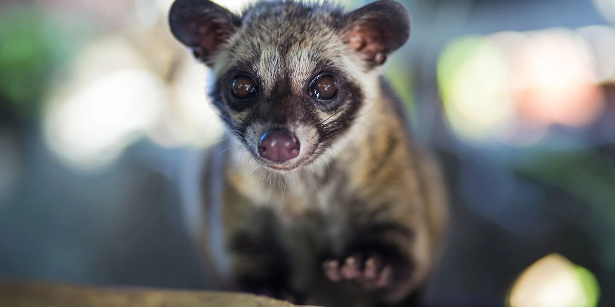 Фото Циветта