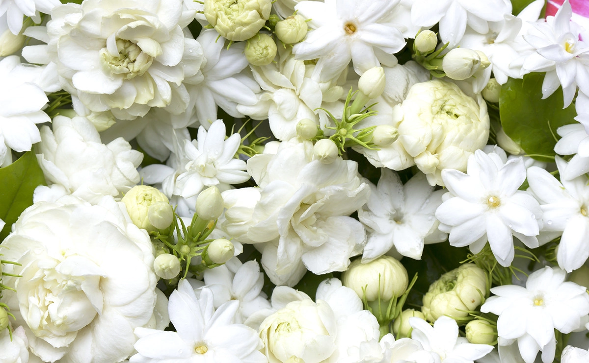 Фото Белые цветы