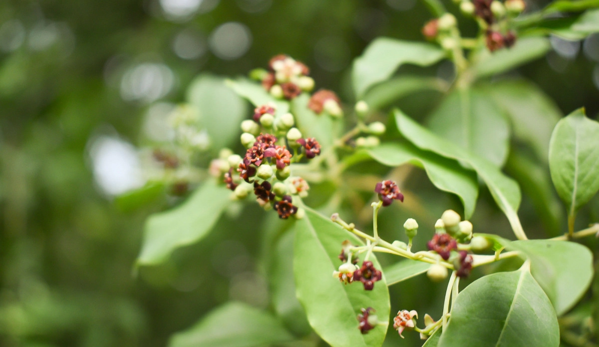 Фото Цветок сандала