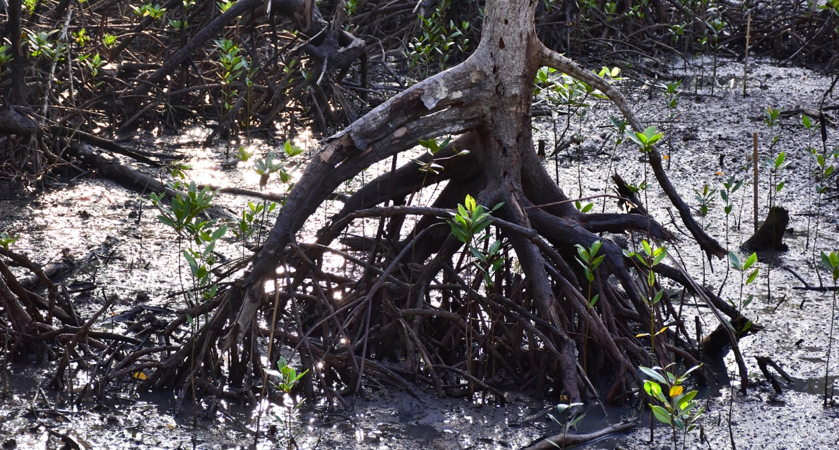Фото Мангровое дерево