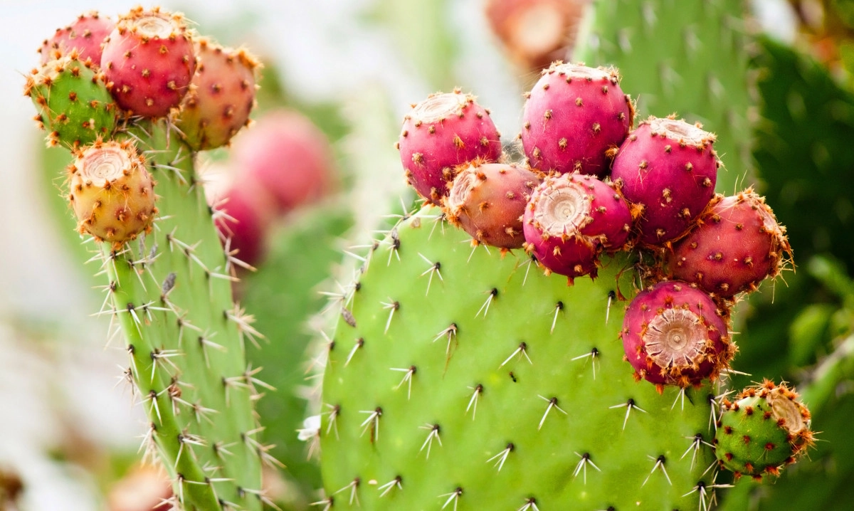 Фото Prickly Pear