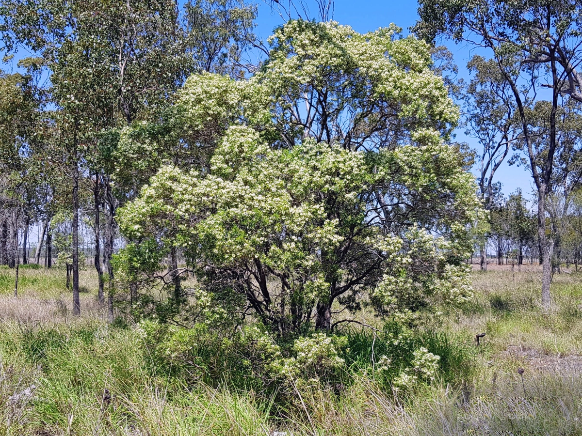 Фото Дерево Будды