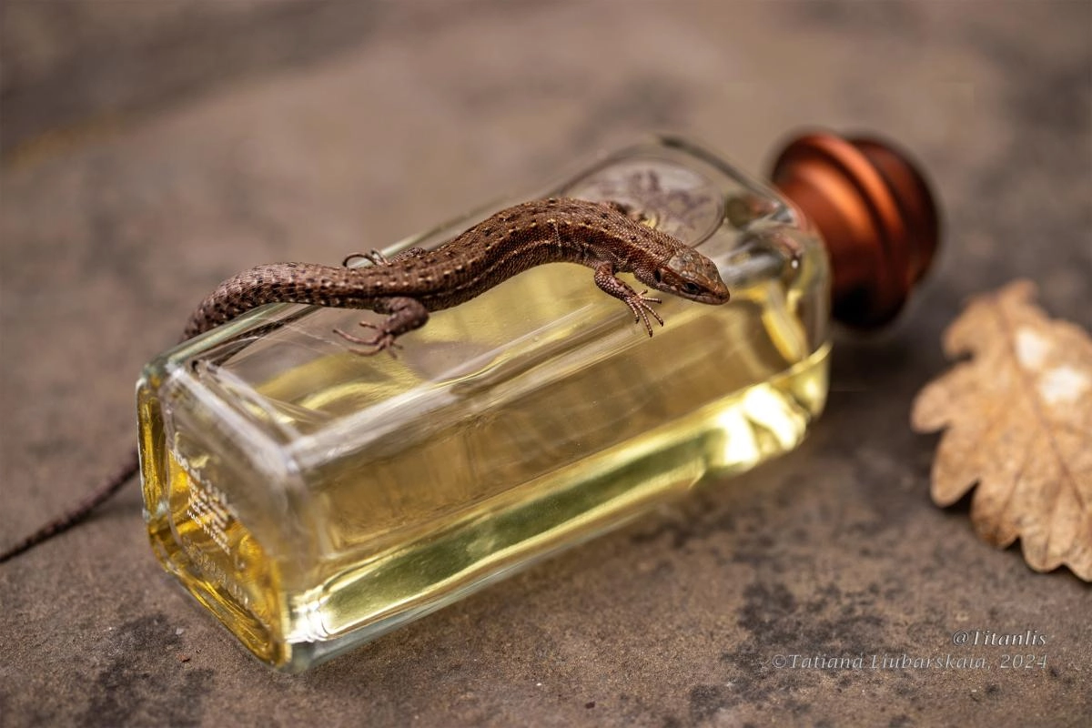 Eau D’Hermes Eau D’Hermes